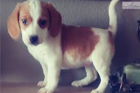 Beagle puppy for sale near texas, carthage, usa. Beagle Puppy For Sale Petfinder