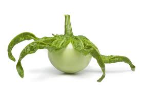 Image result for Solanum macrocarpon