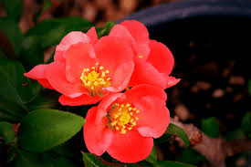 Image result for Chaenomeles japonica