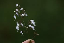 Image result for Isodon