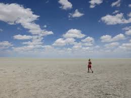 Image result for Petalidium bracteatum