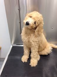 Black Bernese Mountain Dog Poodle Mix Bernedoodle Puppy Bernedoodle Puppy Cute Little Dogs Bernedoodle