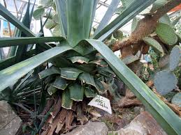 Image result for Agave sisalana