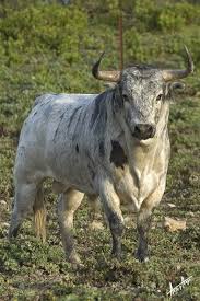 Andalusian Bulls Toro Andaluz Animals Animales Animales Bovinos Toros De Lidia Toros Bravos