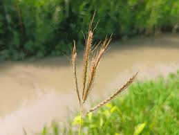 Image result for Dichanthium