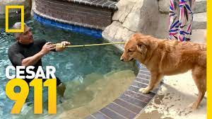 Dog psychology with cesar millan (how to feed your dog) cesar millan. Healing Waters Cesar 911 Youtube