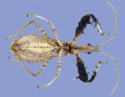 In this article, we'll answer all your questions related to assassin bugs. Meet The Stealthiest Assassin Bug In The United States Science Smithsonian Magazine