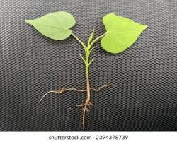 Image result for Turbina longiflora