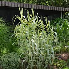 Image result for Arundo donax