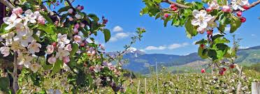 Die apfelblüte in südtirol ist ein unglaubliches naturspektakel und eines der highlights im frühling. Fruhlingserwachen Gunstiger Urlaub Im April Putzerhof