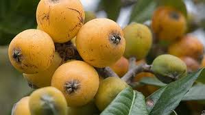 Probably the most common reason for a loquat not blooming, or any fruiting tree for that matter, is improper planting. Backyard Farmer Loquats Abc None Australian Broadcasting Corporation