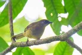 Image result for Canthium oligocarpum