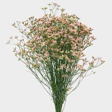 Image result for Limonium