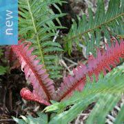 Image result for Blechnum punctulatum