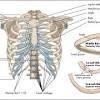 The ribs stretches posteriorly from thoracic vertebrae to the anterior lateral edges of the sternum. Https Encrypted Tbn0 Gstatic Com Images Q Tbn And9gcsuybolafyqtshs C 6dgpw I Uoqxlnurd0knwyvygwmpyyte Usqp Cau