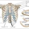 In humans, the rib cage, also known as the thoracic cage, is a bony and cartilaginous structure which surrounds the thoracic cavity and supports the pectoral girdle (shoulder girdle), forming a core portion of the human skeleton. 1