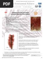 Image result for Persicaria hystricula