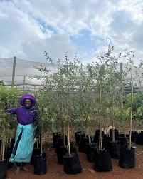 Image result for Berchemia zeyheri