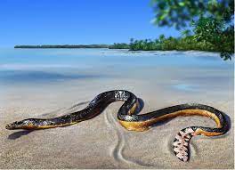 Yellow Bellied Sea Snake Geelbuikzeeslang Sea Snake Snake Animals Beautiful