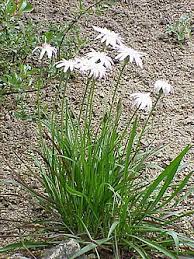 Image result for Pseudopodospermum hispanicum