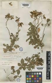 Image result for Crotalaria capensis