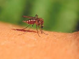 Why would a mosquito bite one person many times in a short period? Mosquito Bite Symptoms And Treatments