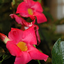 Image result for dipladenie hybrida rio obrázek