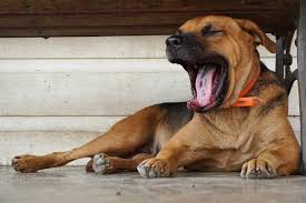 If your dog has his tongue hanging out, accompanied with what looks like a smile or grimace and heavy breathing, this is panting and is very normal. 5 Reasons For Dog Sticking Tongue Out Dogsculture