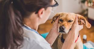 Cleaning a dog's ears at home gives you an opportunity for a regular inspection to detect infections, ear wax overload, ear mites and other possible issues. The Connection Between Your Dog S Ear Infections And Allergies Zoetis Petcare