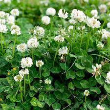 Why You Should Consider Planting A Clover Lawn Clover Seed Clover Lawn Clover Plant