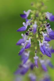 Image result for Coleus scutellarioides