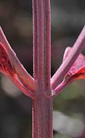 Image result for Coleus sessilifolius