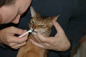 If the cat cannot or. Gingivitis And Stomatitis When The Vet Wants To Pull All Your Cat S Teeth