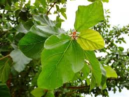 Image result for Ficus sycomorus