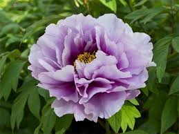 I soggetti dei tatuaggi fiori possono essere fiori primaverili o fiori del deserto, di ogni forma e dimensione, di ogni colore e. Pin Su Fiori