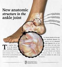The lateral collateral ligament complex (figs. New Ligament Of The Ankle Joint Lateral Fibulotalocalcaneal Ligament