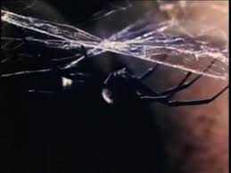 Shiny black in colour with a reddish hourglass shape on the underside of her spherical abdomen, the female black widow is about one inch long. Black Widow Spider Black Widow Widow Stock Video Footage Royalty Free Black Widow Spider Black Widow Widow Videos Pond5