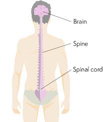 The brain is the body's control center.. Lymphoma Action Cns Lymphoma