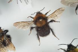 Image result for Bombus cingulatus