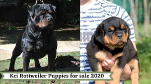 Look forward to buy a rottweiler pup for your family? Rottweiler Puppies For Sale Near Me Under 500 Dollars 07 2021
