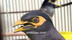 Suara burung jalak belong pikatan mp3 & mp4. Tips Perawatan Burung Jalak Nias Bakalan Untuk Kicaumania Pemula Om Kicau