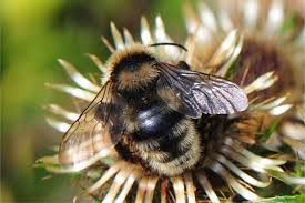 Image result for Bombus campestris