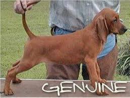 3,193 likes · 29 talking about this. Timber Chopper Kennels Redbone Coonhounds