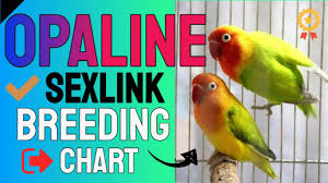 Learn all about how to properly care for lovebirds before making the purchase. Opaline Lovebirds Breeding Chart Sexlink Mutation Cross Breed Tagalog Youtube
