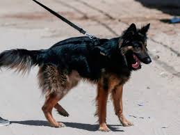 Find a german shepherd on gumtree, the #1 site for dogs & puppies for sale classifieds ads in the uk. Two German Shepherds Injure Man In Hyderabad Hyderabad News Times Of India