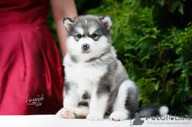 You can browse thru list of alaskan malamute breeders or consider adopting alaskan malamute dog. Alaskan Malamute For Sale In The City Of Moskva Russian Federation Price 500 Announcement 7534