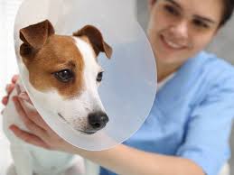 La primera de su tipo en el mundo: investigador chileno crea vacuna como  alternativa a la castración de perros