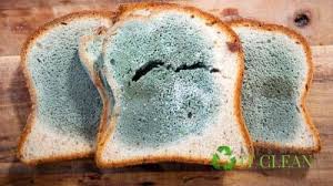Moldy food is a consumable item in fallout 4. Can You Compost Bread Composting Stale Bread Good Or Not