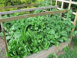 Pin On Vegetable Garden