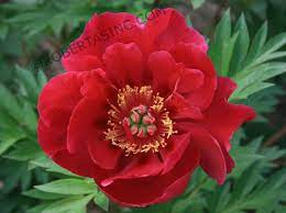 Itoh Peony Scarlet Heaven Paeonia Itoh Floreale